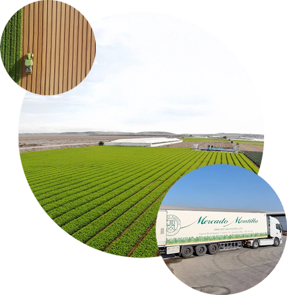 Cultivo agrícola, recolección y camión de Mercado Montilla
