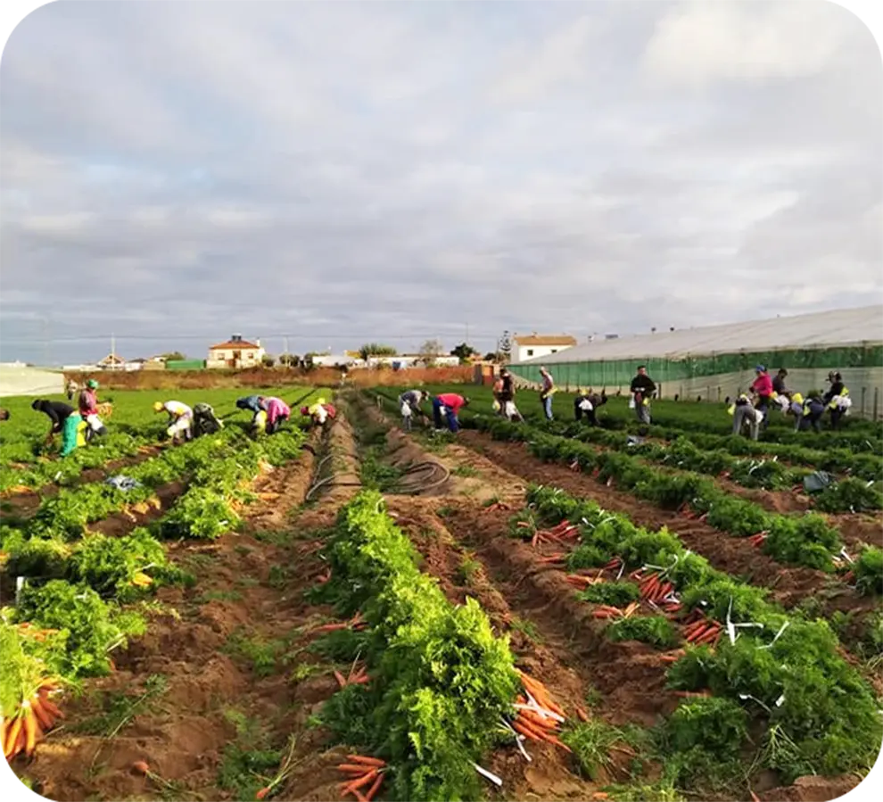 Trabajadores recolectando zanahorias en un campo agrícola